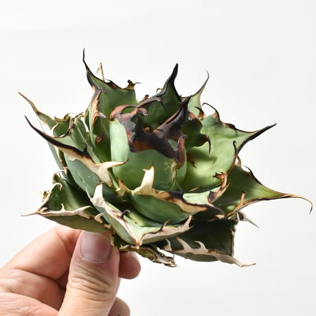 アガベ チタノタ "精品ハデス" / 精品黒帝斯、精品恐竜牙歯 【台湾 dragon agave産/中株/抜き苗】B DG25010347