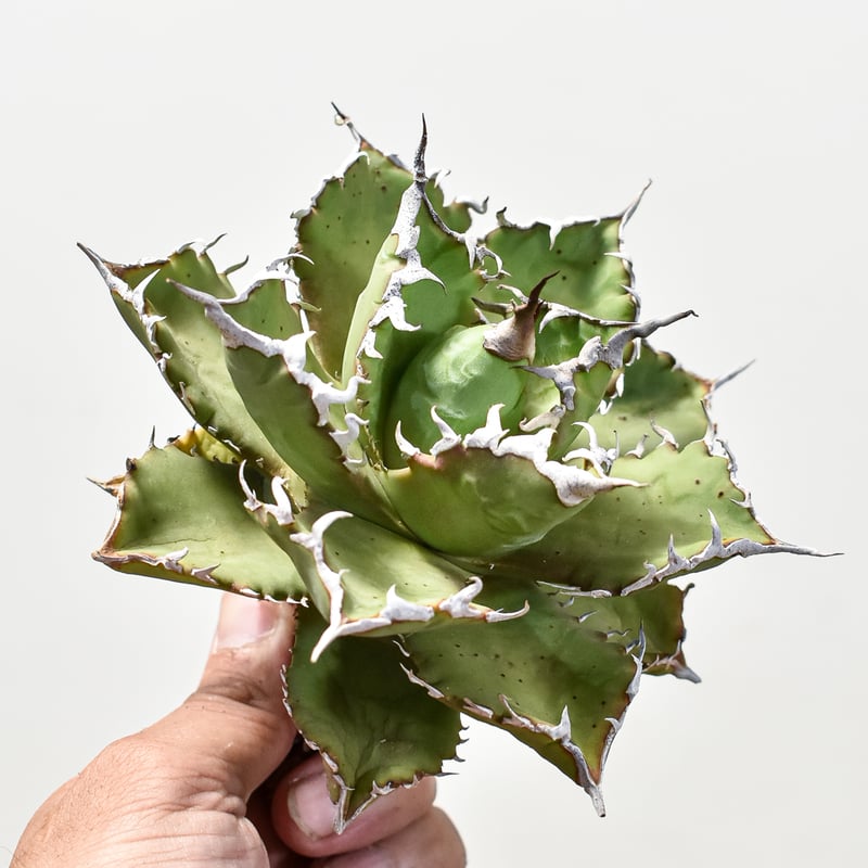 アガベ チタノタ ソーラーエクリプス 