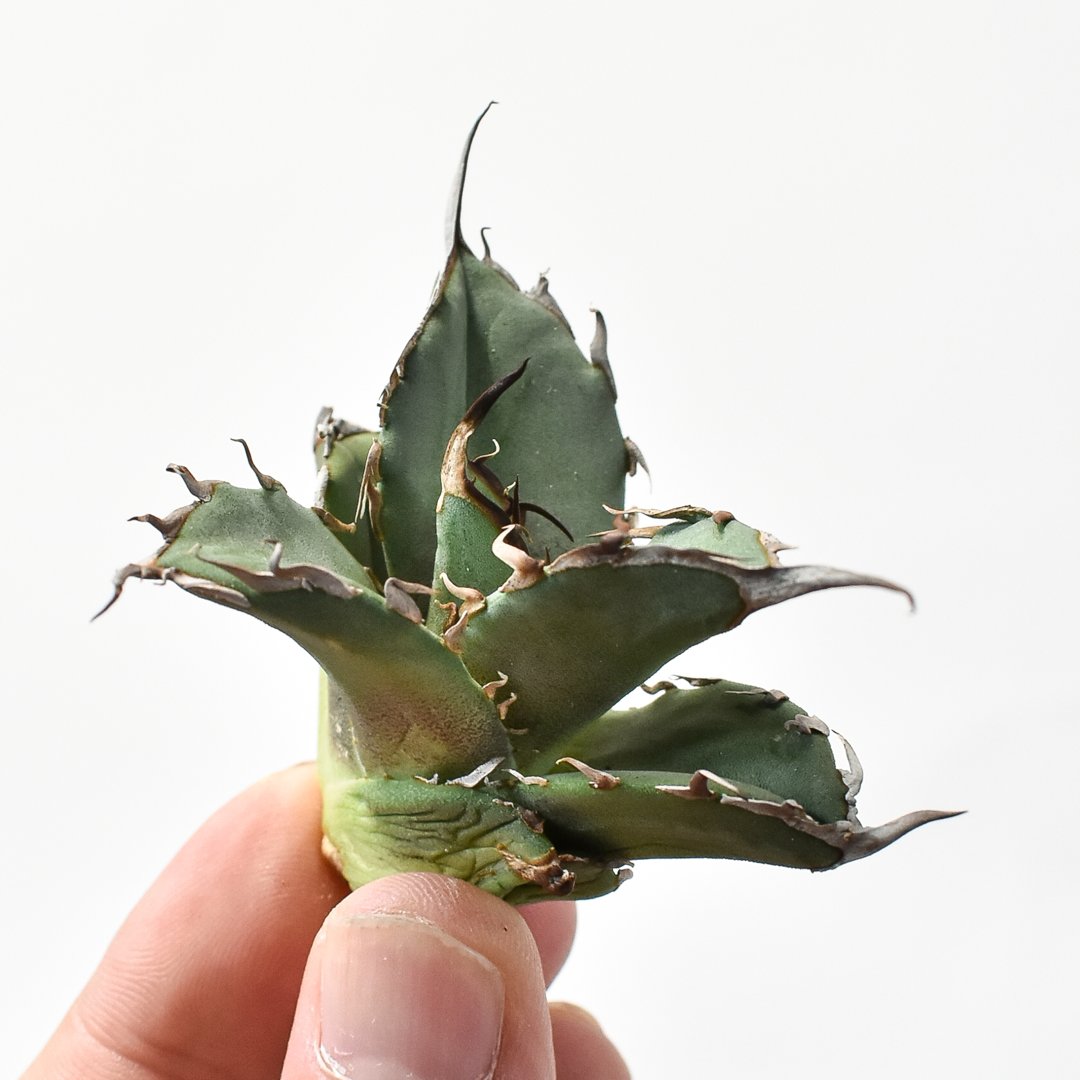 アガベ チタノタ DENNIS020【台湾 dragon agave産/抜き苗/子株