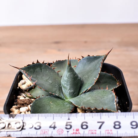 アガベ ハイブリット 曙光 ×（パラサナ、イシスメンシス）【台湾botanical_seeker産】F RF25011577