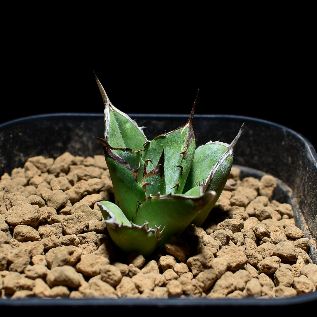 アガベ チタノタ ブラックファイヤー 