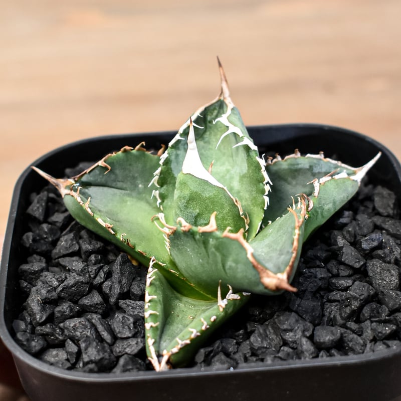アガベ チタノタ 親株 アガベ チタノタ 金剛 親株 - メルカリ