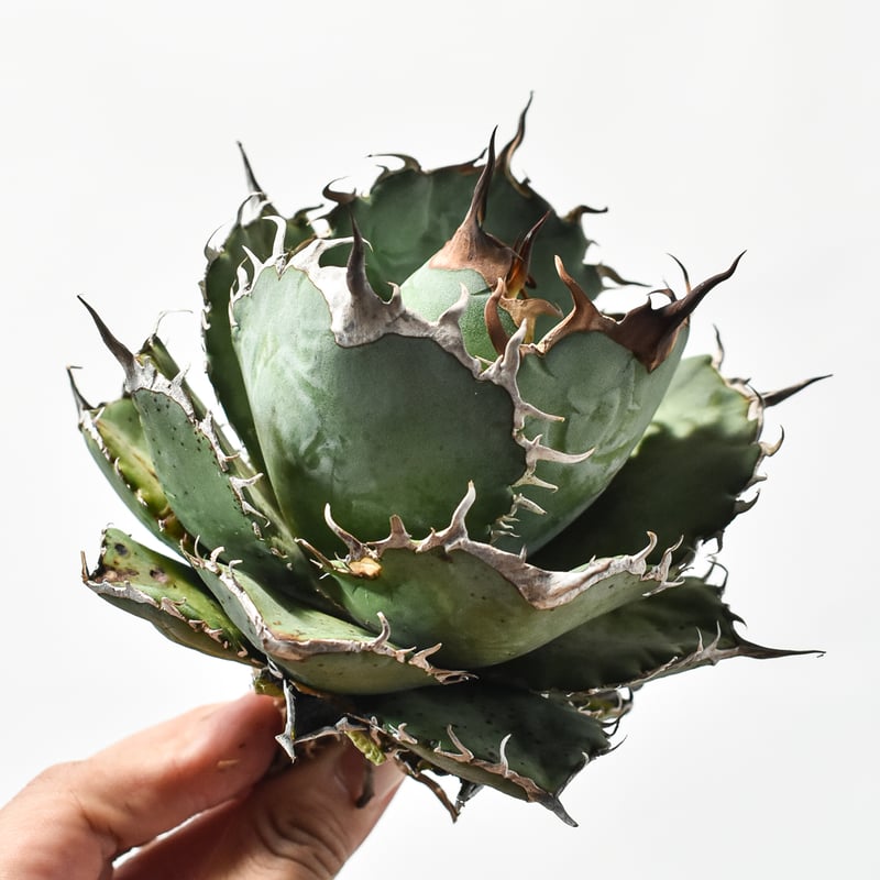 国内実生最高峰】アガベ オテロイ【OSPセレクト株 / 抜き苗 / 実生】21