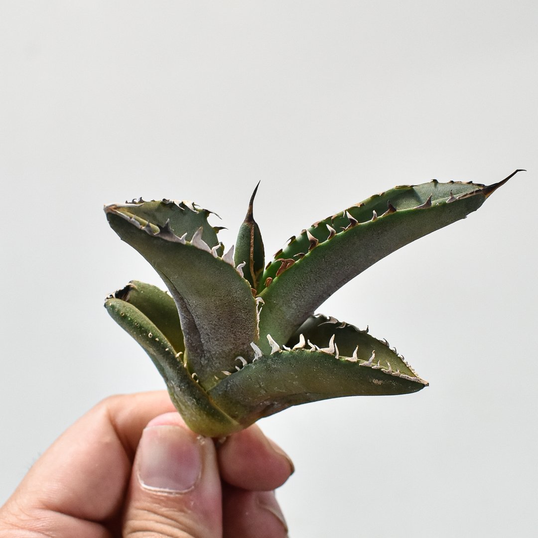 アガベ チタノタ 