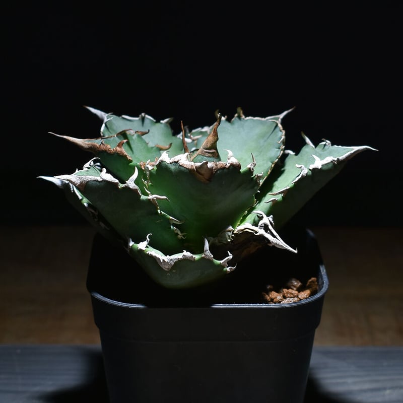 アガベ チタノタ 