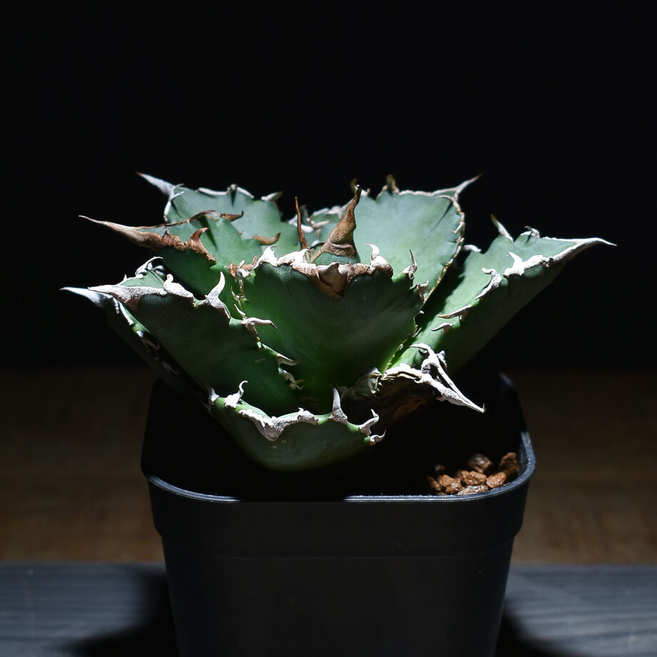 ☆P-3 パキポディウム グラキリス メルカリ便 鉢ごと発送 【公式通販】