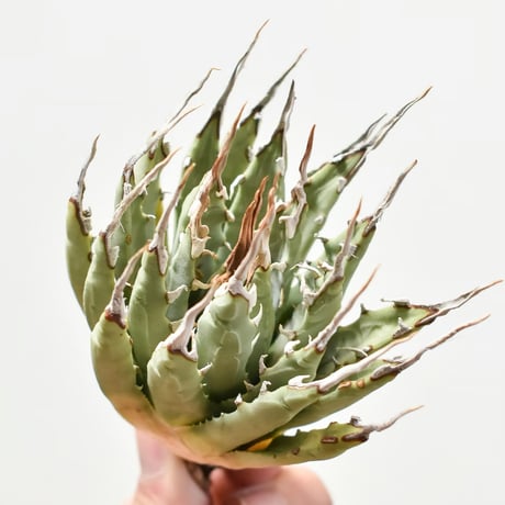 仙渓 超陽炎 ポタトラム×マクロアカンサ×ユタエンシス エボリスピナ