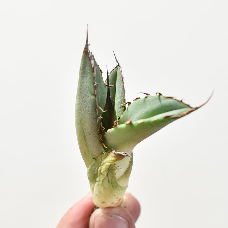 アガベ 羽毛　フェザー　5号鉢 アガベ 羽毛 フェザー 5号鉢 アガベ羽毛 | STORES