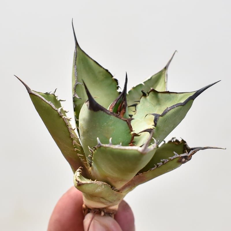 アガベ チタノタ パンダ 親株 アガベ チタノタ パンダ 親株