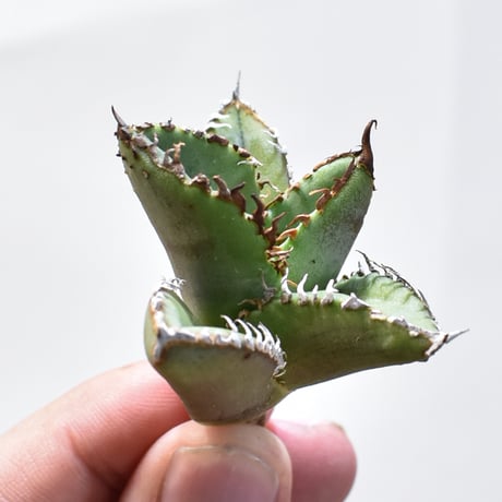 CATEGORY アガベ チタノタ 麻花龍 | RAFLUM / ラフラム｜東京、大阪の