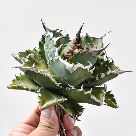 CATEGORY チタノタ ソーラーエクリプス/狂刺夕映/夕映厳龍