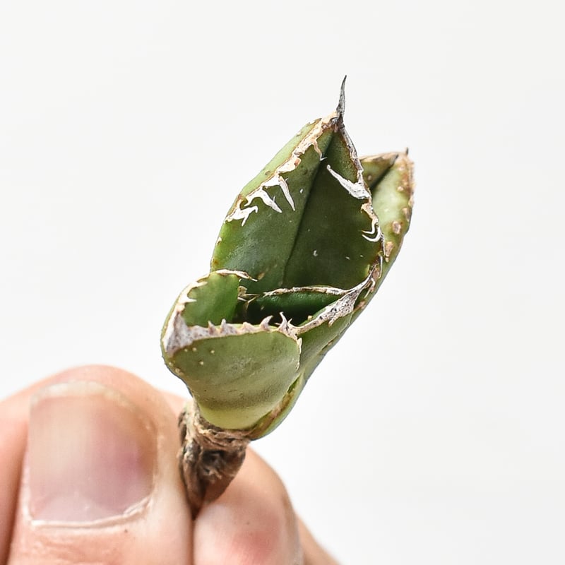 アガベ チタノタ 麻花龍 【台湾 berlin産/子株/抜き苗】BE2402693 | RA