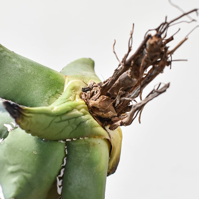 アガベ チタノタ ソーラーエクリプス 