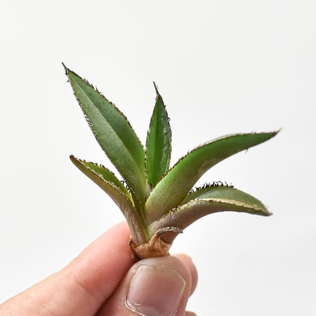 アガベパープソラム | STORES 