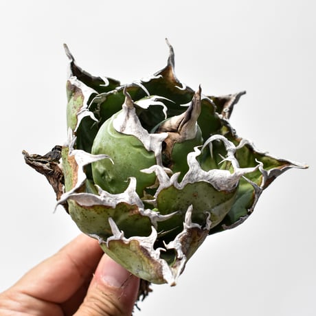 ベアルート | STORES