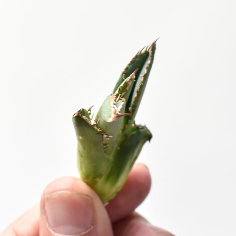 アガベ チタノタ 