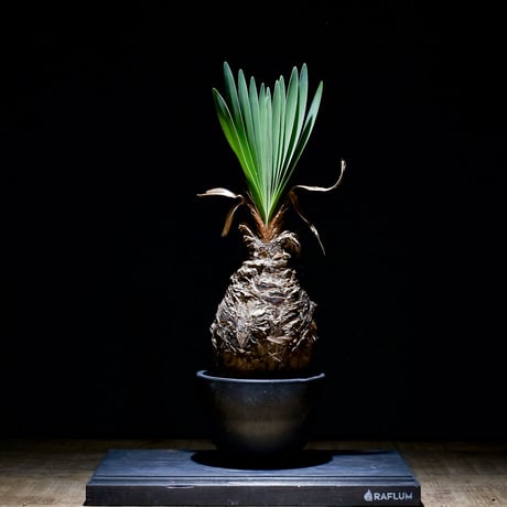 CATEGORY ブーファン | RAFLUM / ラフラム｜東京、大阪の塊根植物