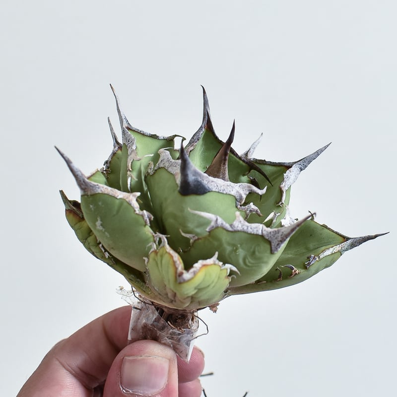 【個数限定】特選アガベ - 狂鯨 （Berlin産）① アガベ チタノタ 狂鯨 Berlin 個数限定】Agave 狂鯨 （Berlin産）①