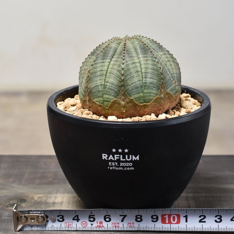 オールド・オベサ】ユーフォルビア・オベサ003