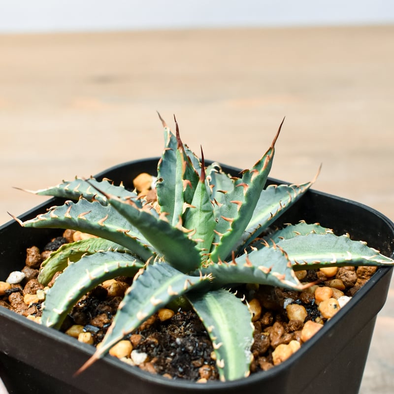 アガベ ハイブリット 