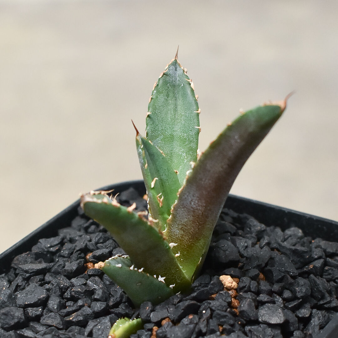 アガベチタノタ台湾産ホワイトファイヤー子株