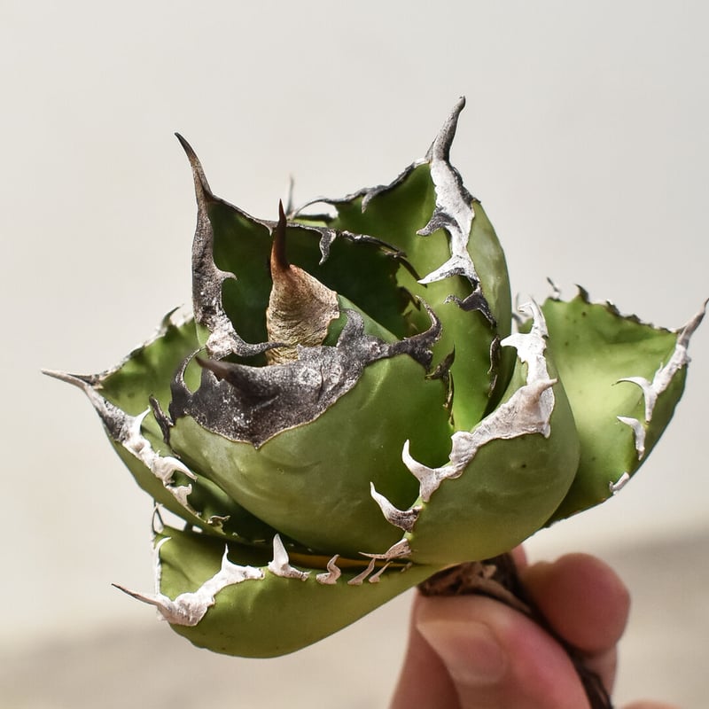 576【上澳園芸】アガベ チタノタSAD 南アフリカダイヤモンド 覆輪斑 576【上澳園芸】アガベ チタノタSAD 南アフリカダイヤモンド 覆輪斑