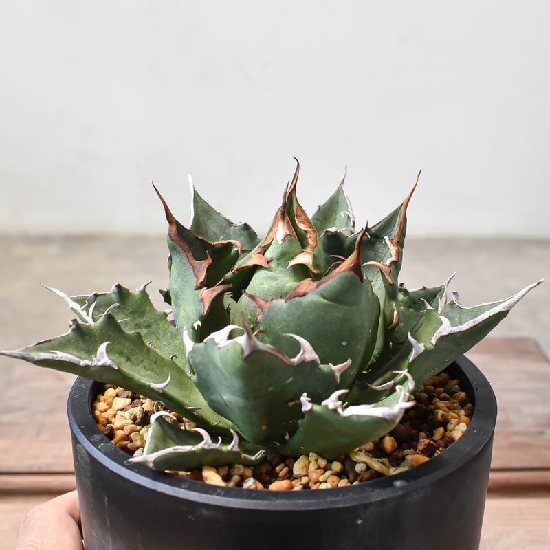 アガベ　チタノタ　ドラゴンスパイン　大株　お盆セール アガベ チタノタ ドラゴンスパイン 大株 お盆セール アガベ チタノタ