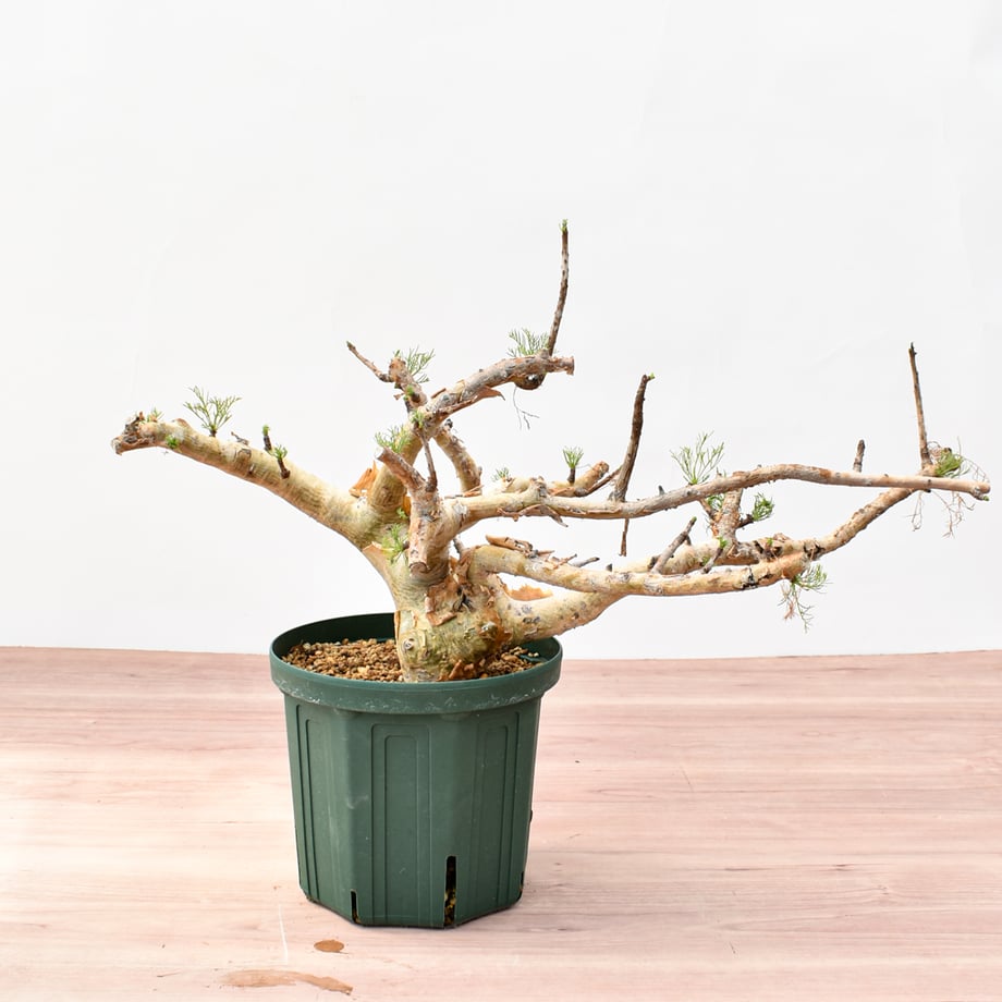 6a27f406be9f7e0046e9a4c6