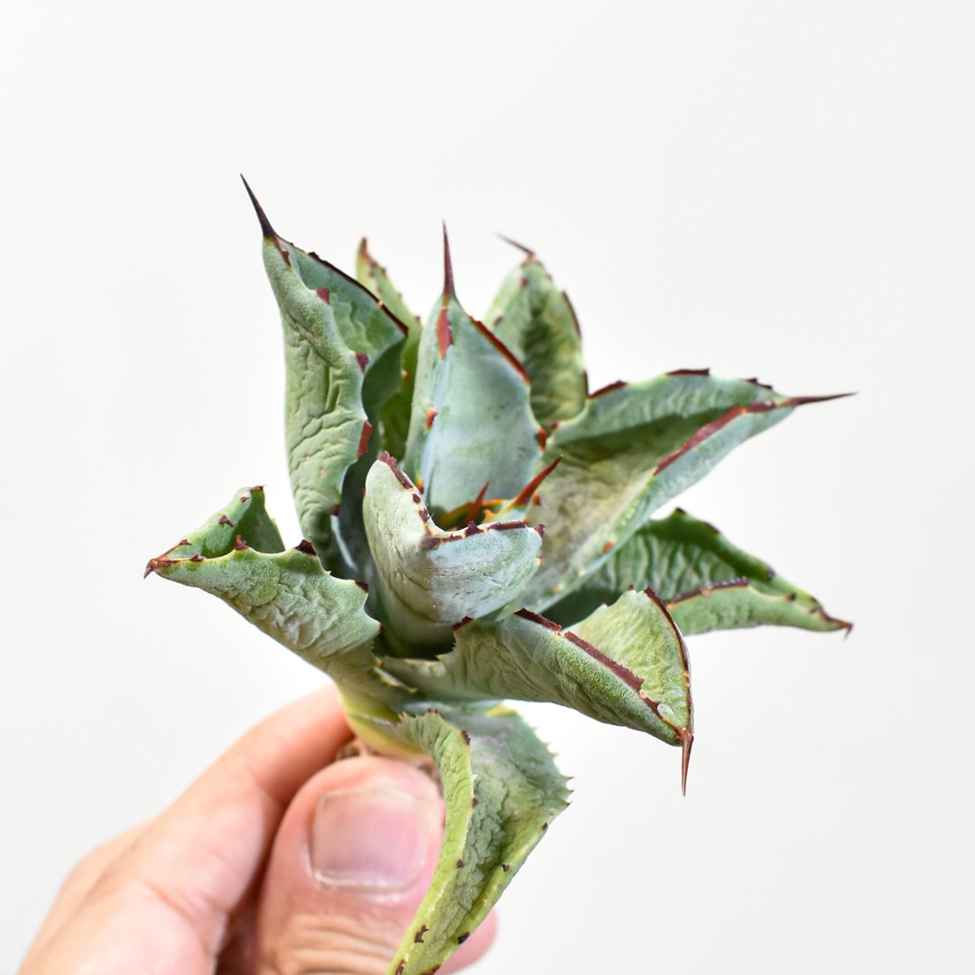 マンガべ　「黒火焔×血雨雷神」 c39 アガベ チタノタ ハイブリッド マンガベ 血雨×雷神 黒火焔x血雨