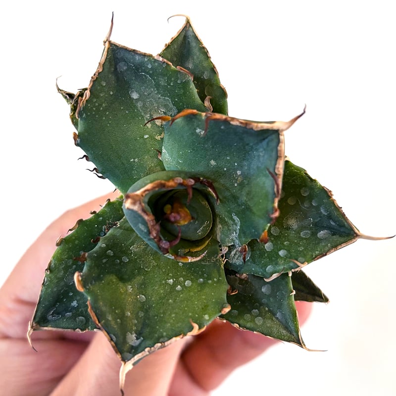 アガベ チタノタ ハデス / 黒帝斯、恐竜牙歯 【台湾 dragon agave産/TC