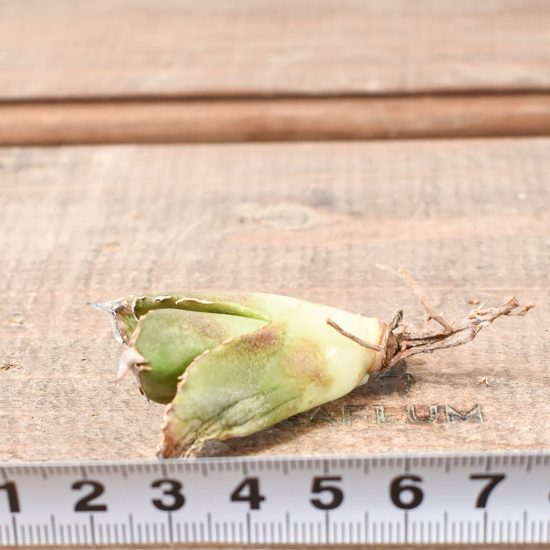 アガベ チタノタ 