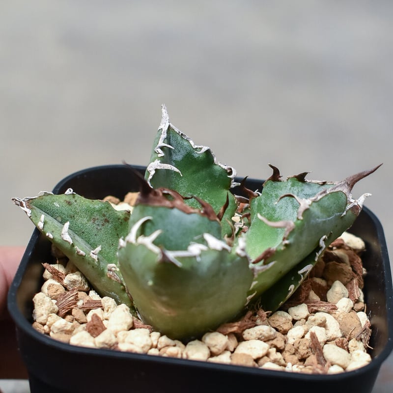 アガベ チタノタ 白鯨 アガベ チタノタ 