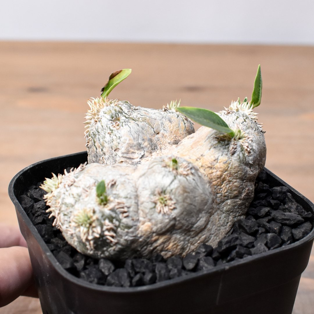 ブレビカウレ 恵比寿笑い幅17cm 検/パキプス　グラキリス ブレビカウレ 恵比寿笑い幅17cm（大きめ/発根済み)検/パキプス