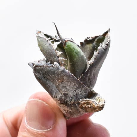 アガベ　チタノタ　オテロイ　包心龍　コンパクト　2頭　発根済み　OC株　18 アガベ チタノタ 