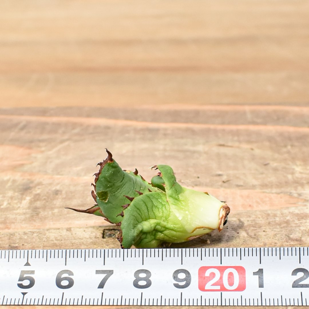 アガベ Dennis 翼龍 / チタノタ プテラノドン 【台湾DENNIS産/抜き苗