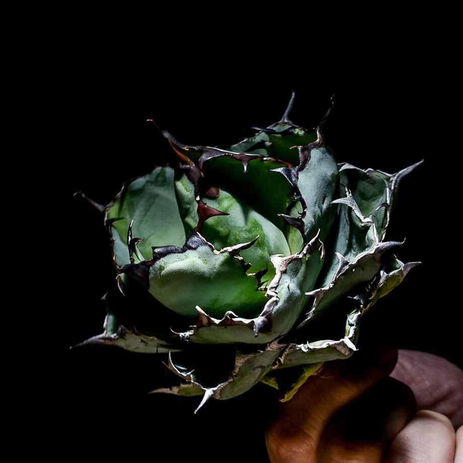 アガベ チタノタ ブラックアンドブルー 