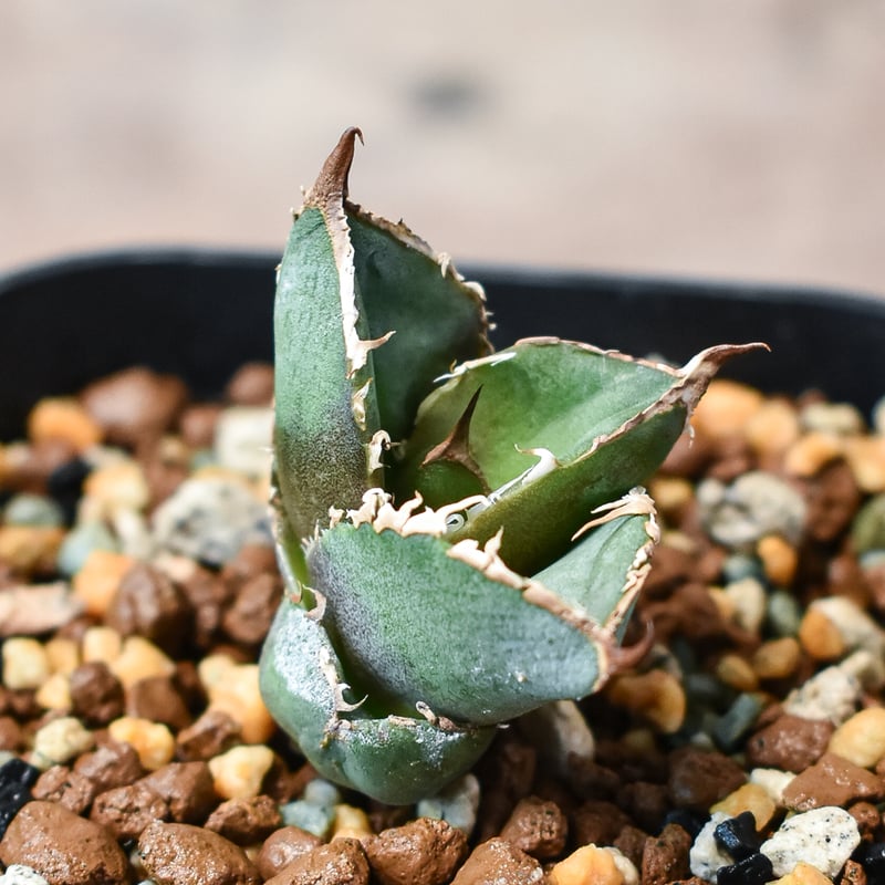 アガベ チタノタ 流星(lize産) 子株A 