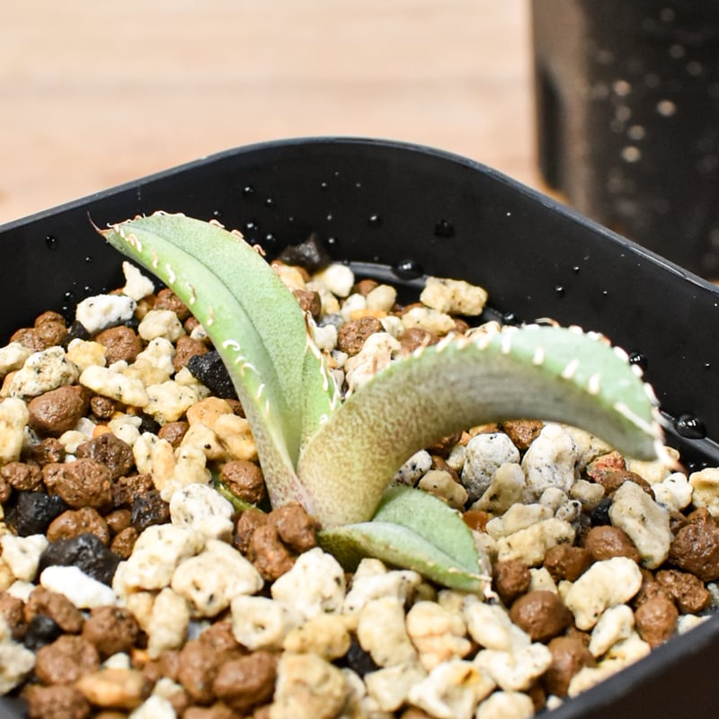 RAFLUM育成株 5個セット】アガベ Uriel oteroi seeding / ウリエ