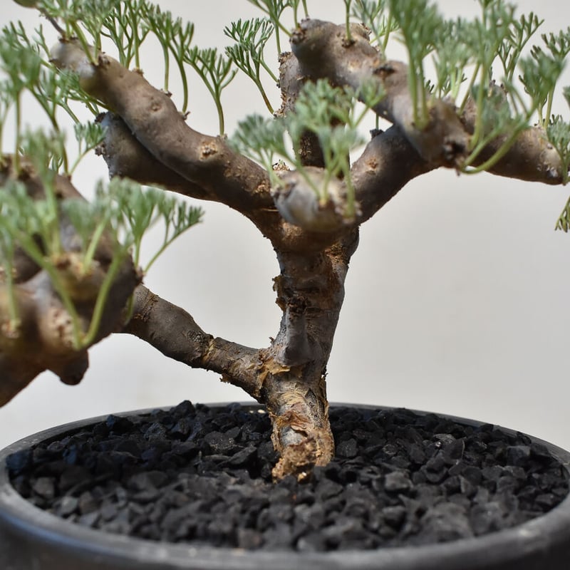 サルコカウロン ムルチフィズム 