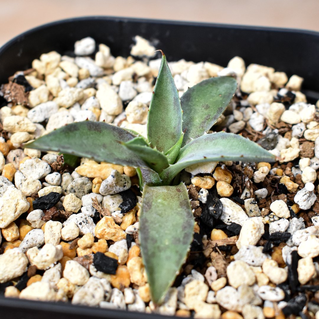 アガベ ハイブリット 