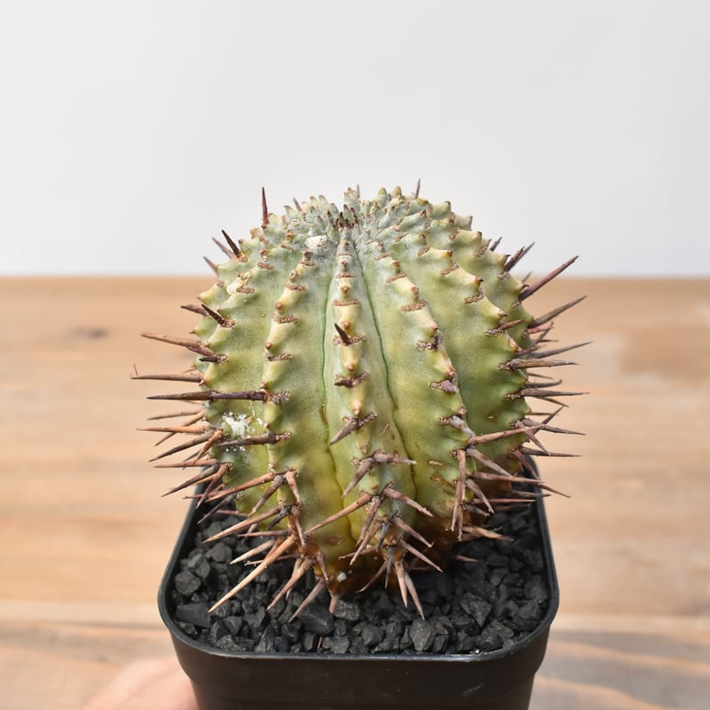 ユーフォルビア ホリダ 