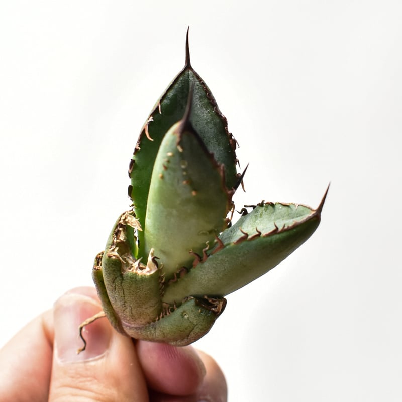 アガベ オテロイ 