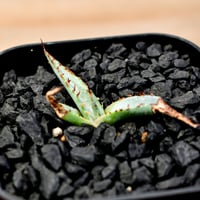 ユタエンシス エボリスピナ×ブラックアンドブルー【カリフォルニア産