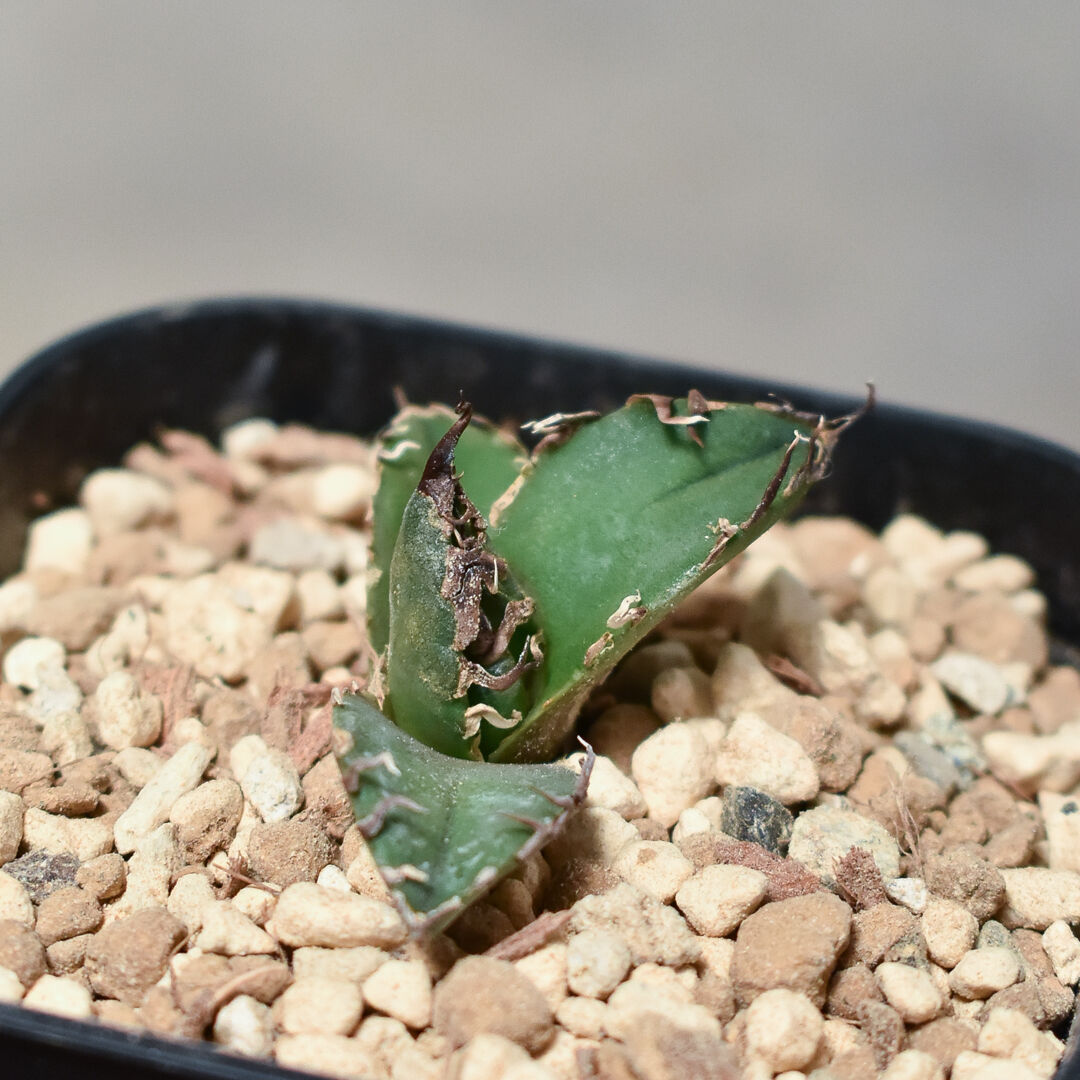 アガベ チタノタ 