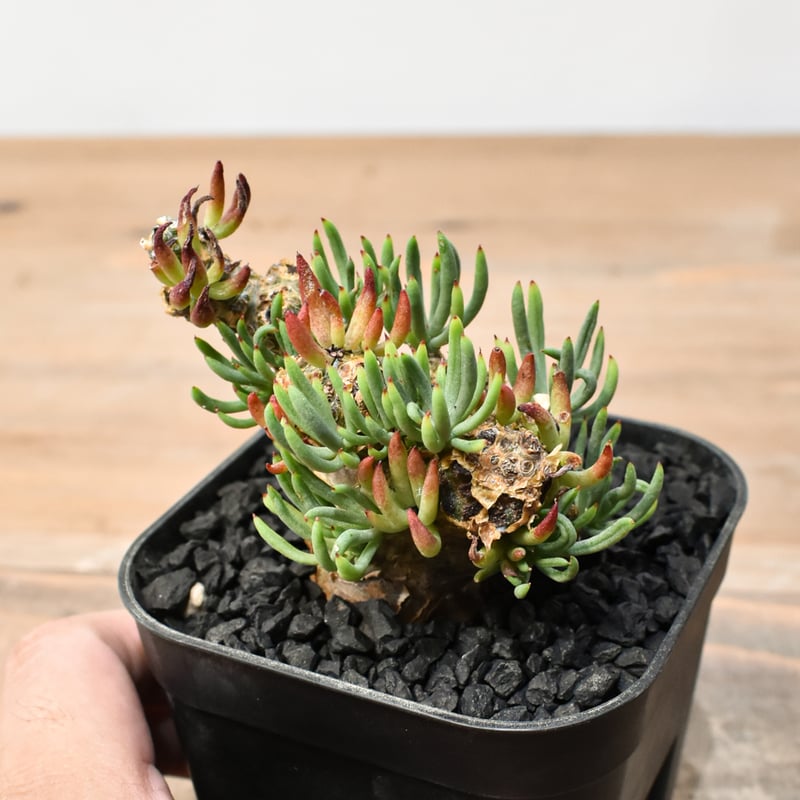 チレコドン ペアルソニー 