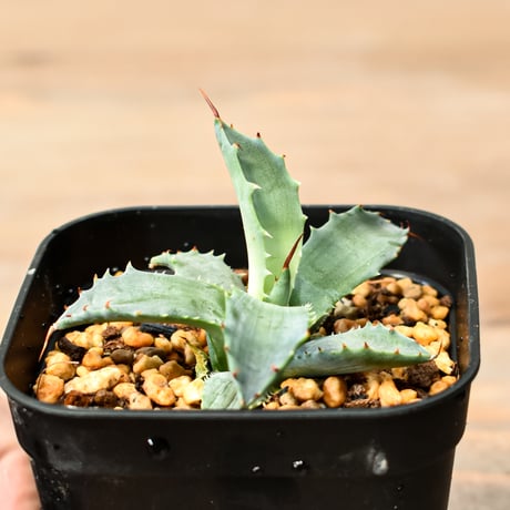アガベ ハイブリット "魅子" (特白肌怒雷神×血妖) 【台湾huplants2010産/子株販売】RF25011827