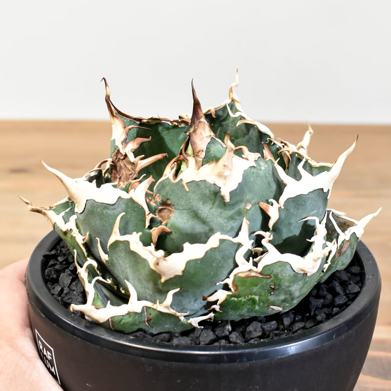 アガベ チタノタ 白鯨 綴化個体 アガベ・チタノタ「白鯨」4.5号鉢 | 愛媛県伊予市 | ふるさと納税