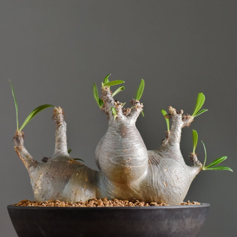 パキポディウム グラキリス 5頭株 【この株でこの価格！？超貴重