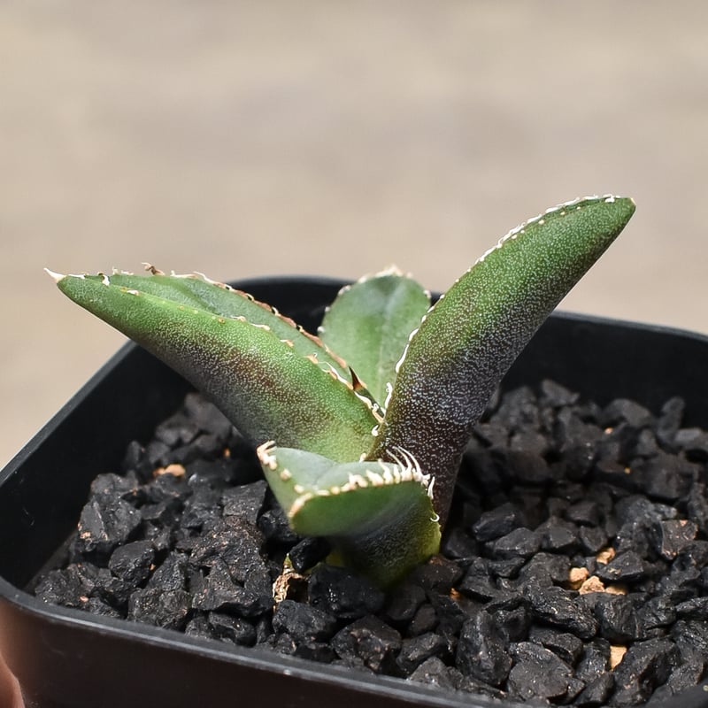 アガベ チタノタ FROM ITALY A TYPE(アガベ・チタノタ(イタリア アガベ チタノタ FROM ITALY A TYPE(アガベ・チタノタ(イタリア