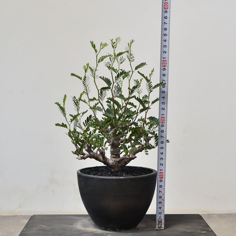 センナ メリディオナリス （発根済み） RF231713(T) | RAFLUM / ラフラ